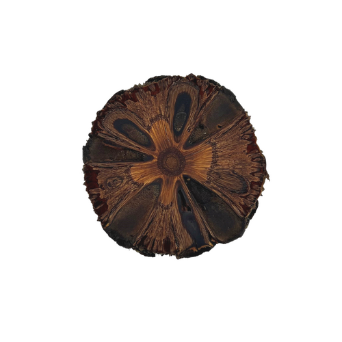 Banksia Coaster - 4 Pack