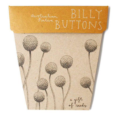 Gift of Seeds - Billy Buttons