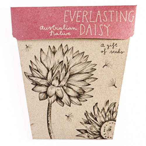 Gift of Seeds - Everlasting Daisy