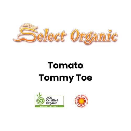 Select Organic Seeds - Tomato Tommy Toe (Not shipped to W.A.)