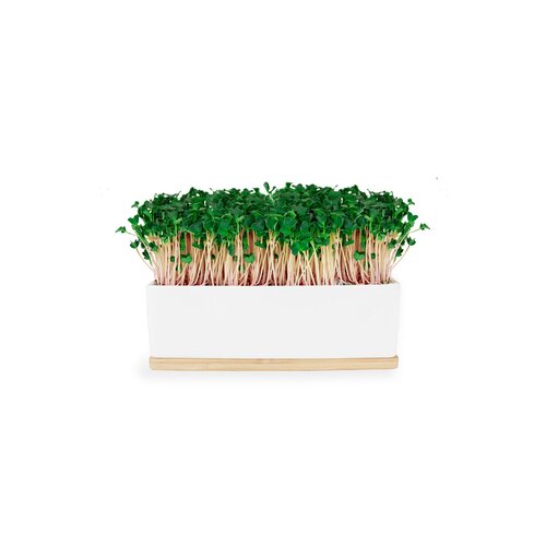 Mini Garden Microgreens - Kale Pink