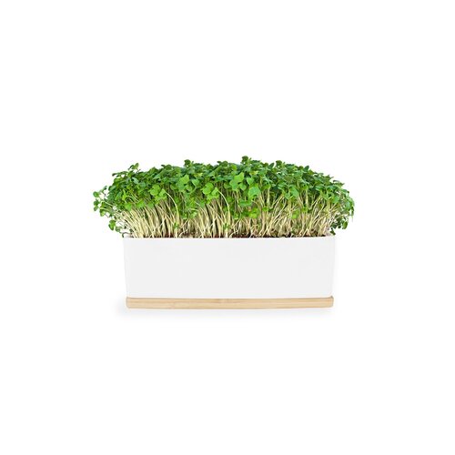 Mini Garden Microgreens - Mustard Sprouts